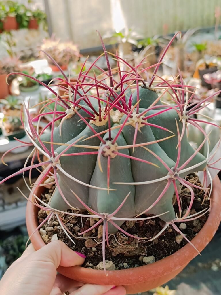 Siracactus-Cactus-Ferocactus-SP-1.jpg