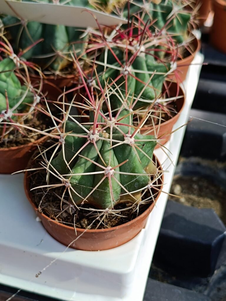 Siracactus-Cactus-Ferocactus-SP-4.jpg