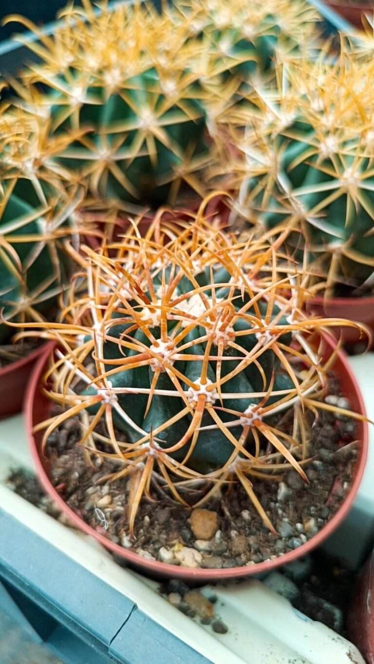 Siracactus-Cactus-Ferocactus-chrysacanthus-1-1.jpg