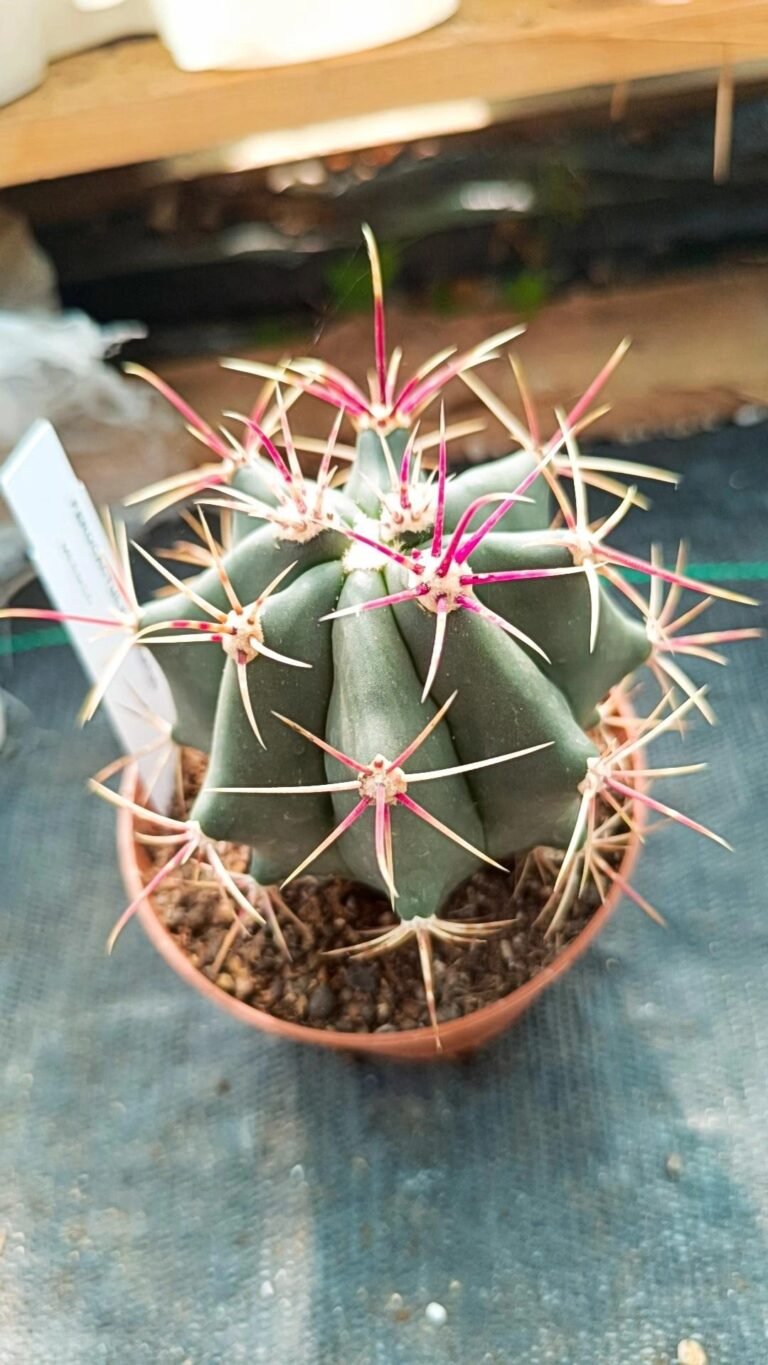 Siracactus-Cactus-Ferocactus-coloratus-1.jpg