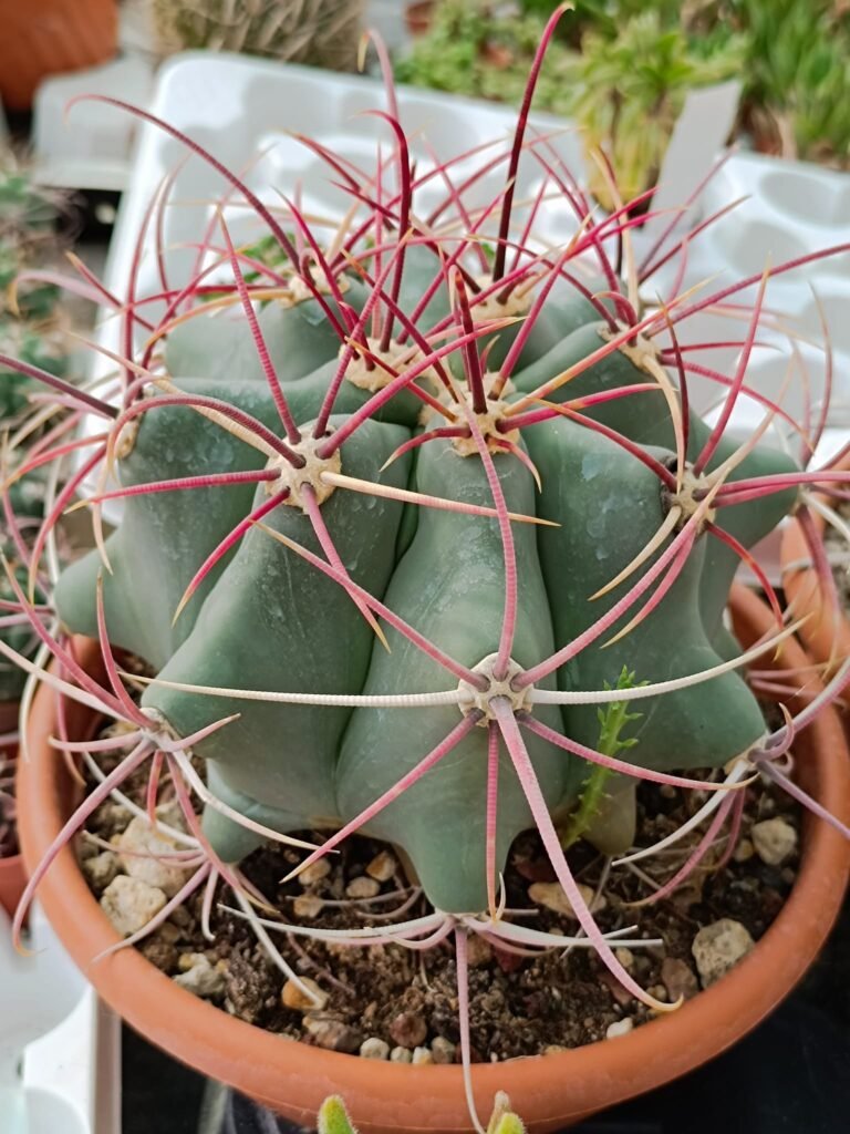 Siracactus-Cactus-Ferocactus-emoryi.jpg