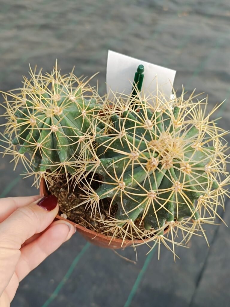 Siracactus-Cactus-Ferocactus-glaucescens-accestiti.jpg