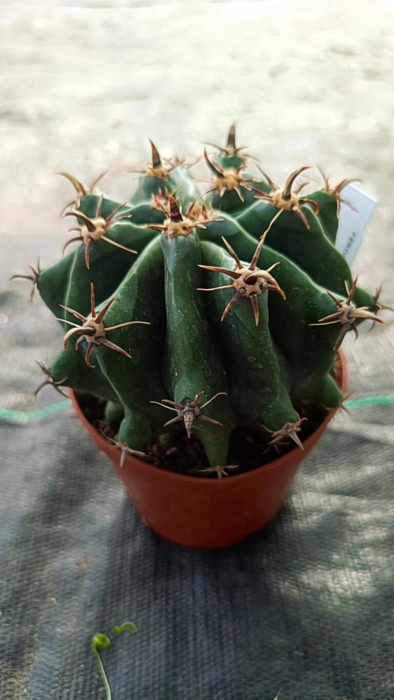 Siracactus-Cactus-Ferocactus-horridus-brevispinus-7.jpg