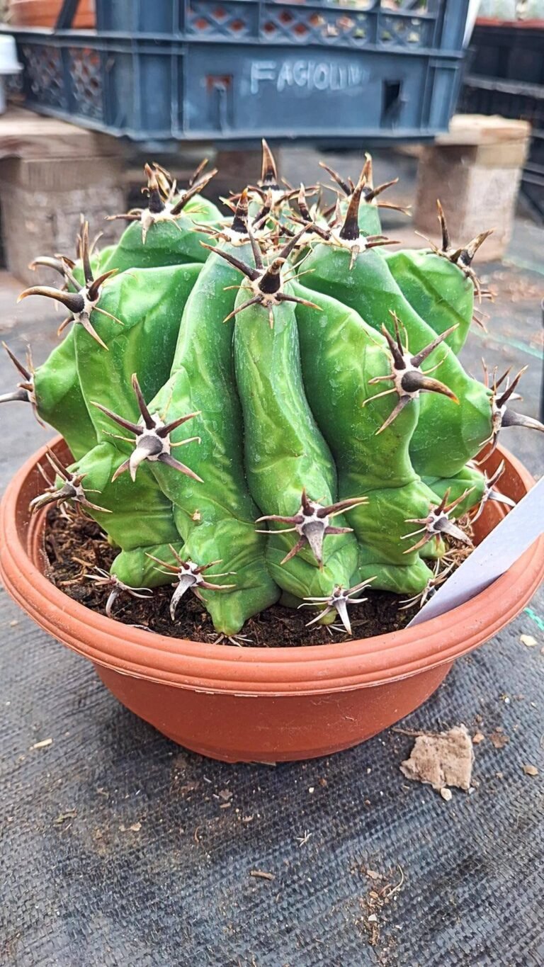 Siracactus-Cactus-Ferocactus-horridus-brevispinus-8.jpg