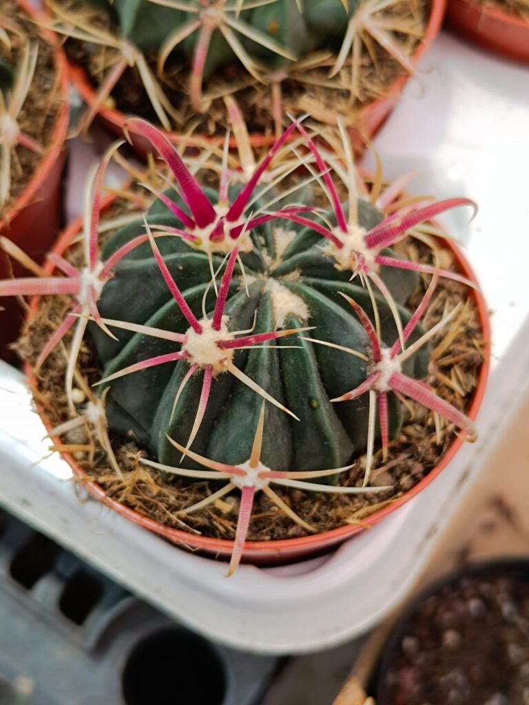 Siracactus-Cactus-Ferocactus-latispinus.jpg