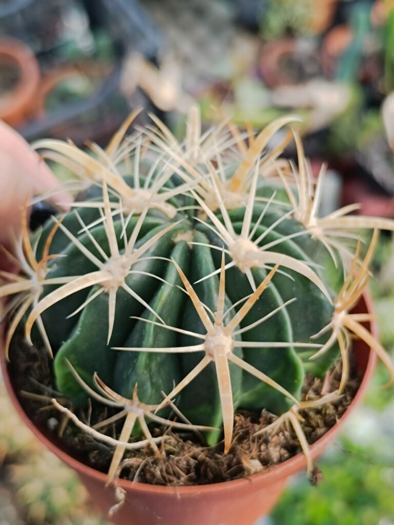 Siracactus-Cactus-Ferocactus-latispinus-flavispinus.jpg