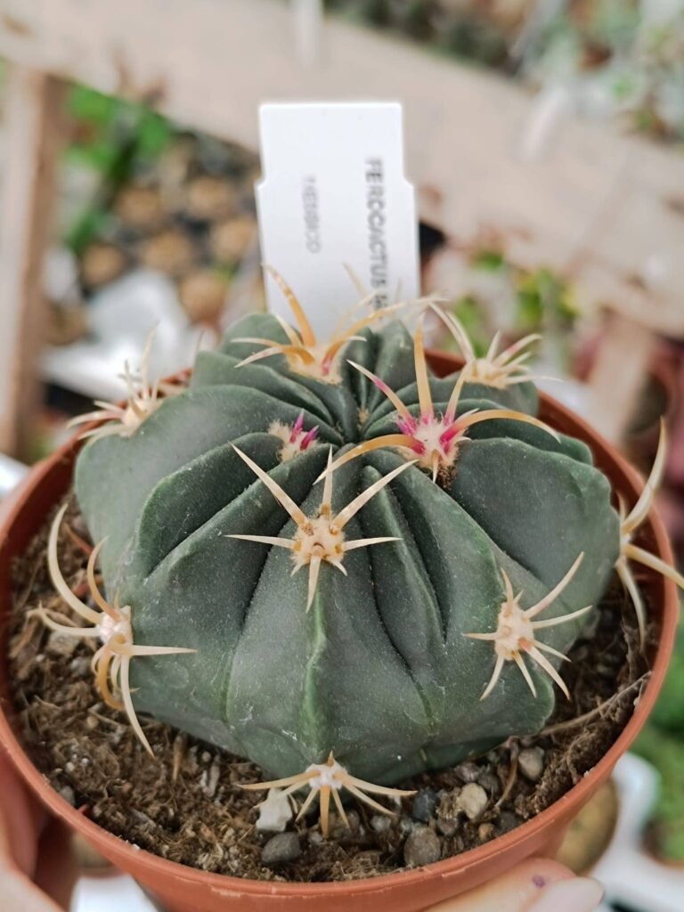 Siracactus-Cactus-Ferocactus-macrodiscus.jpg