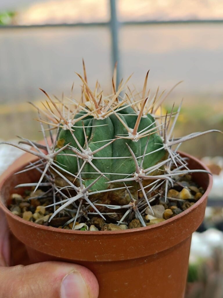 Siracactus-Cactus-Ferocactus-santa-Maria.jpg