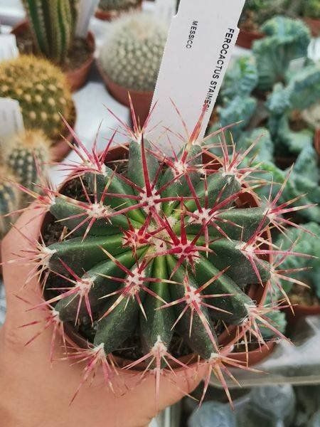 Siracactus-Cactus-Ferocactus-stainesii-1.jpg