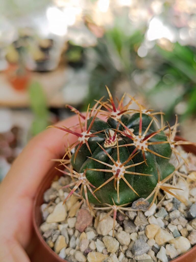 Siracactus-Cactus-Ferocactus-viridiscens-1.jpg