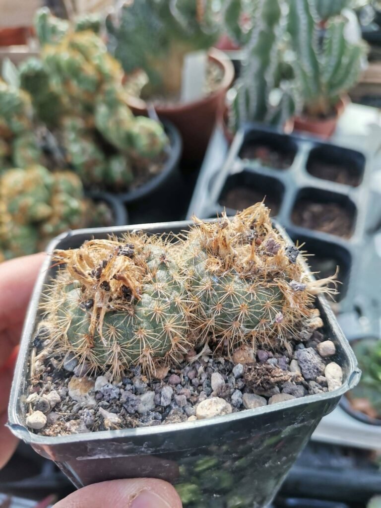 Siracactus-Cactus-Frailea-magnifica-1.jpg