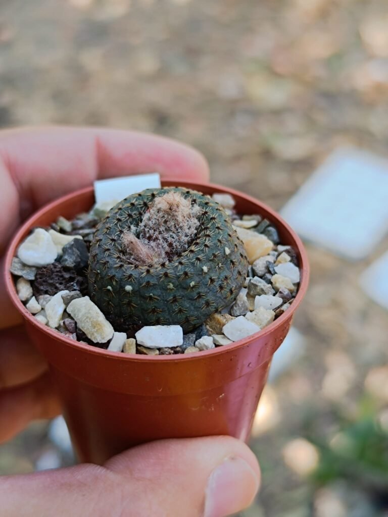 Siracactus-Cactus-Frailea-pygmaea.jpg