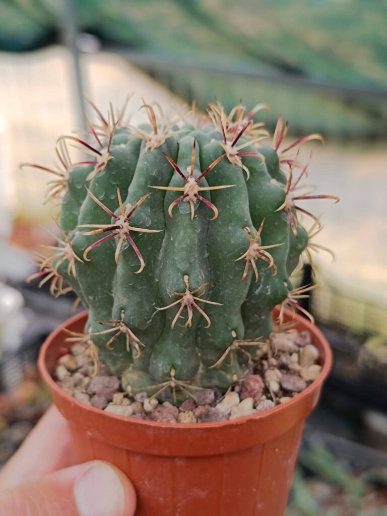 Siracactus-Cactus-Glandulicactus-mathssonii-2-1.jpg