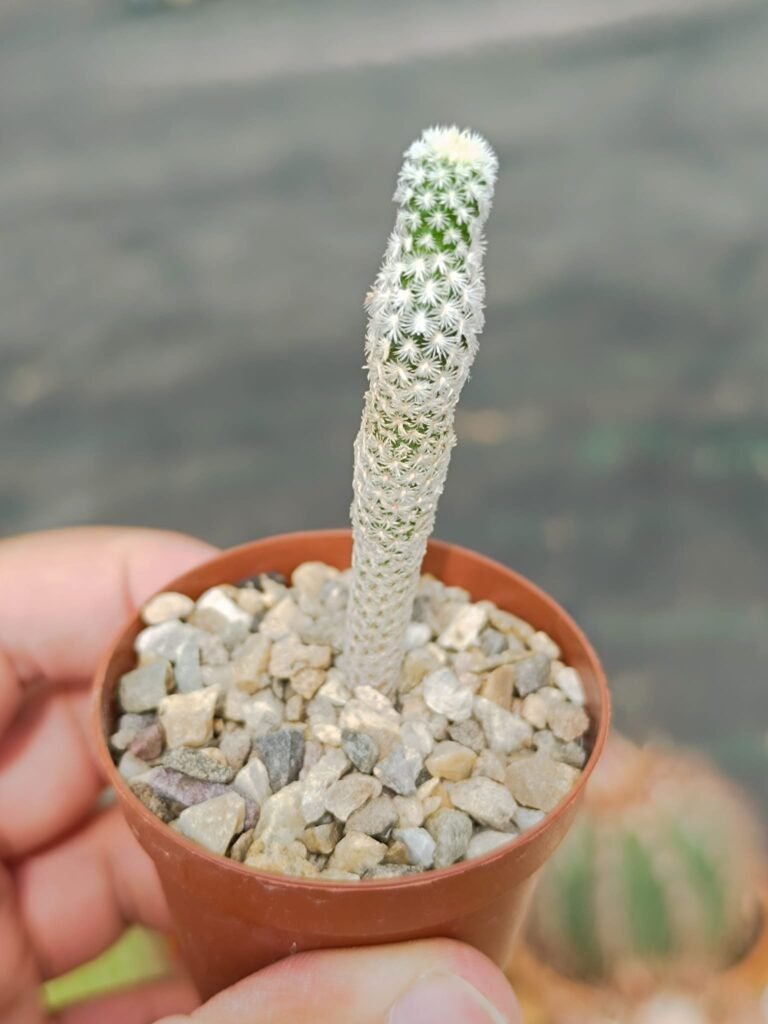 Siracactus-Cactus-Gymnocactus-mandragorae-v.-zaragossensis.jpg