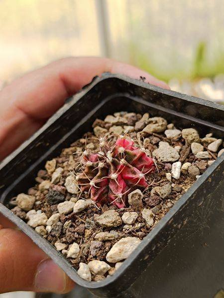 Siracactus-Cactus-Gymnocalycium-LB-Mihanovichii-friedichii-variegata-hybrid-1.jpg