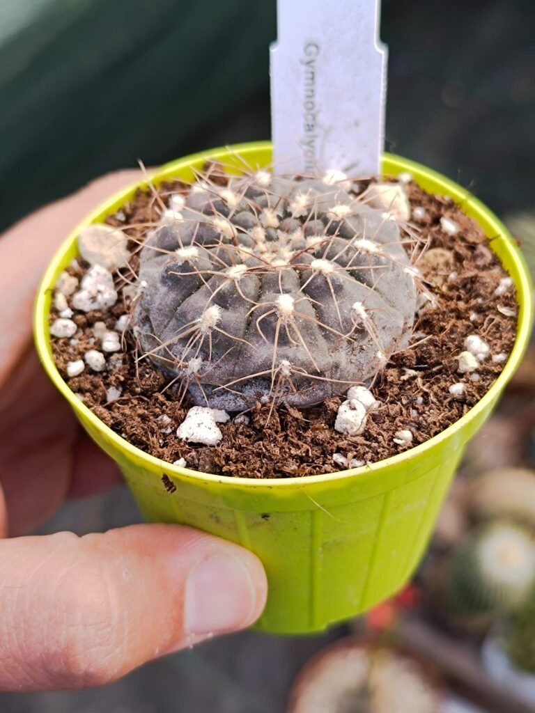 Siracactus-Cactus-Gymnocalycium-SP-1-1.jpg