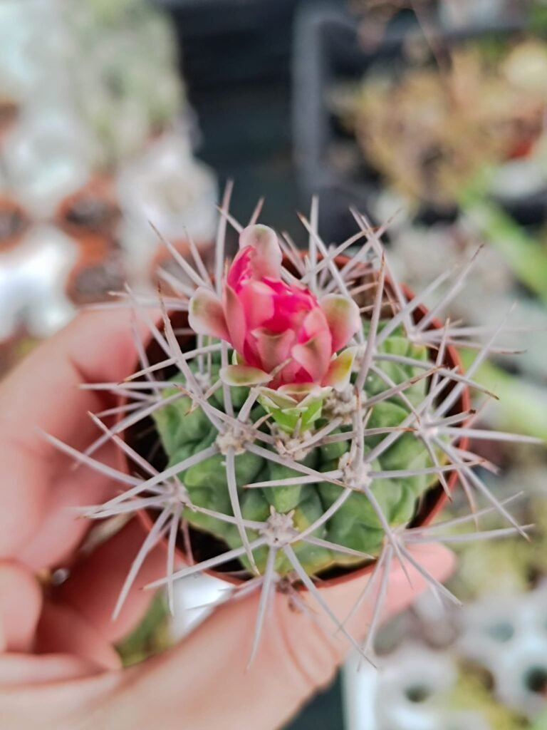 Siracactus-Cactus-Gymnocalycium-SP-6.jpg