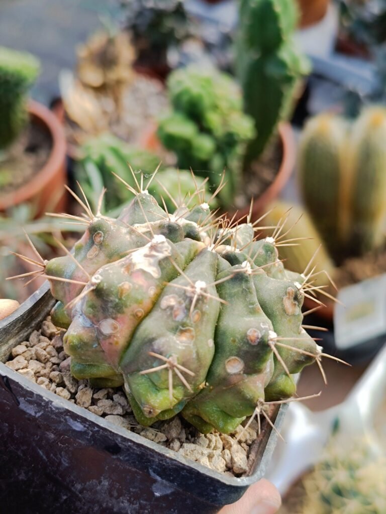 Siracactus-Cactus-Gymnocalycium-SP-Variegata-1.jpg