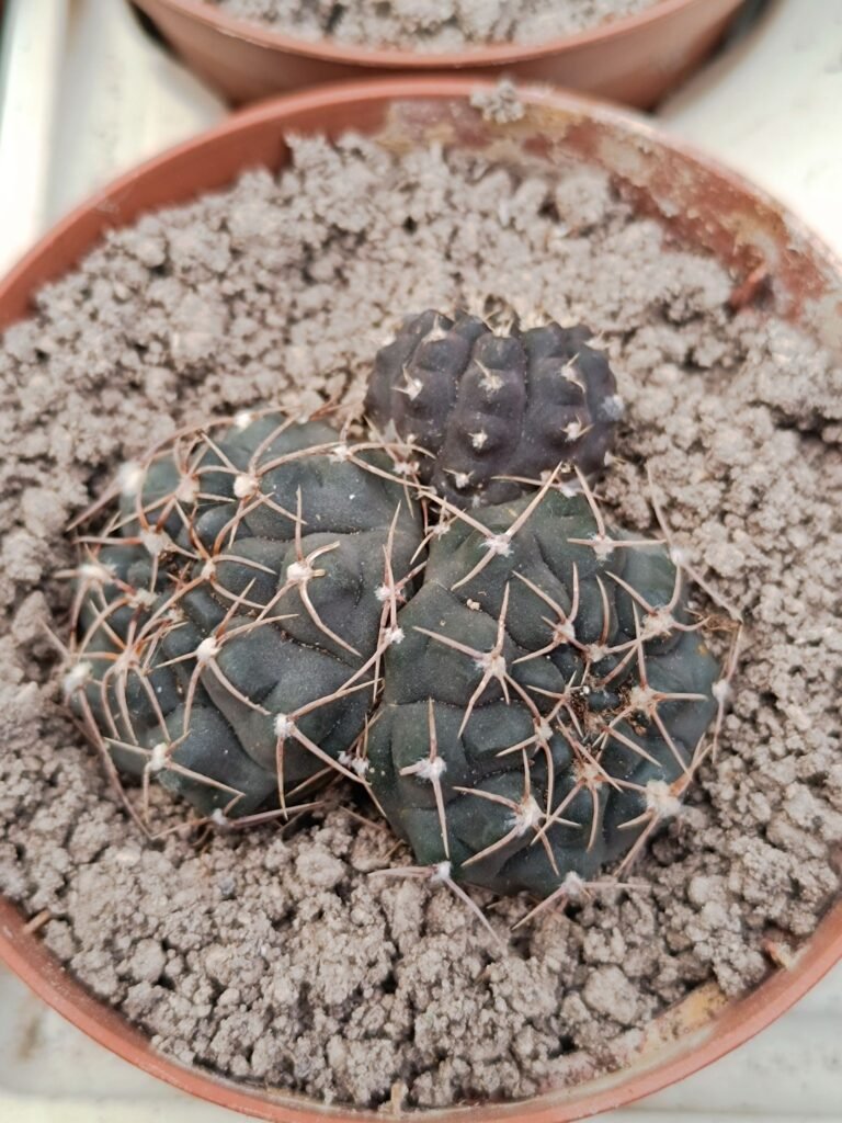 Siracactus-Cactus-Gymnocalycium-SP-accestita.jpg