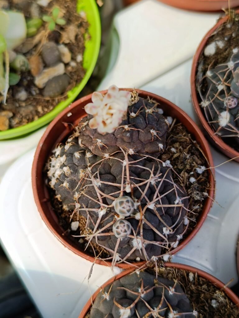 Siracactus-Cactus-Gymnocalycium-SP-accestiti.jpg