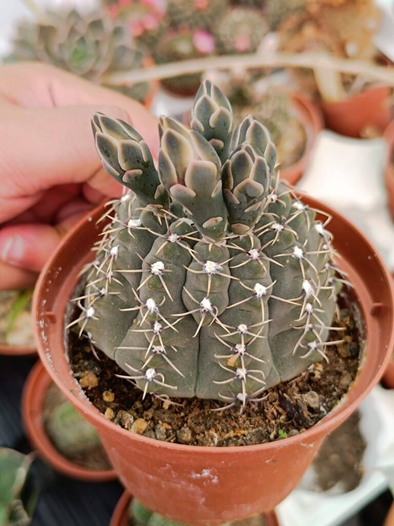 Siracactus-Cactus-Gymnocalycium-baldianum-e-gymnocalycium-quehlianum.jpg
