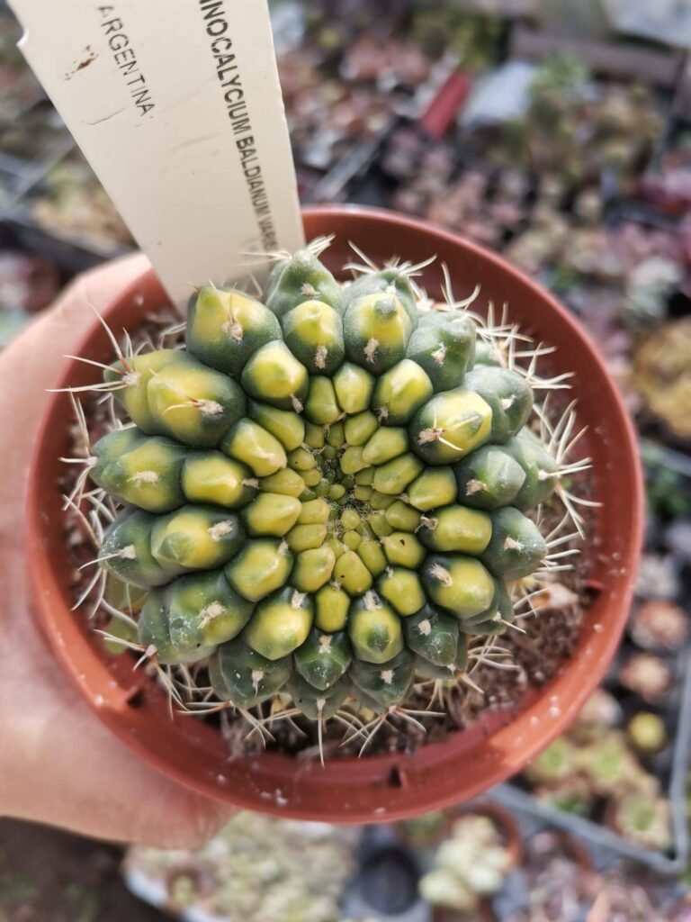 Siracactus-Cactus-Gymnocalycium-baldianum-variegata-3.jpg