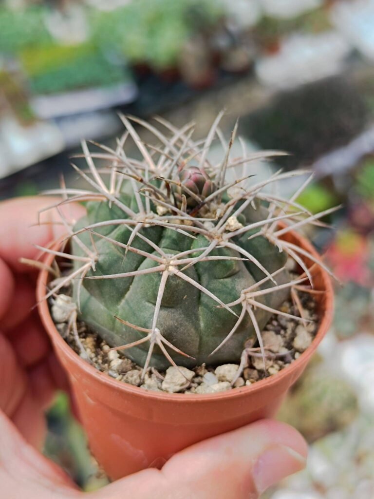 Siracactus-Cactus-Gymnocalycium-bayrianum.jpg
