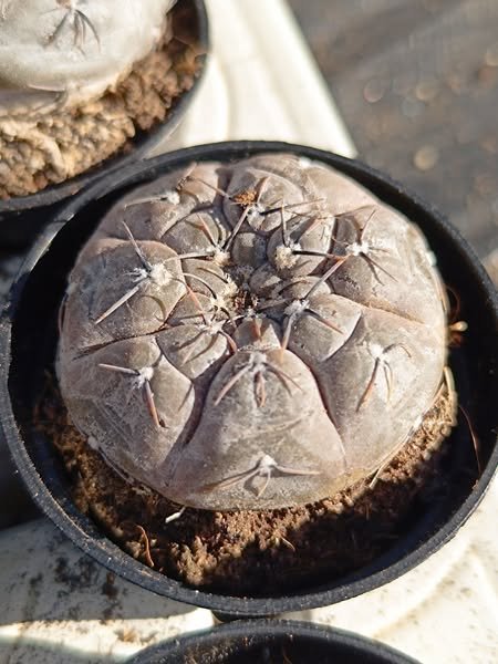 Siracactus-Cactus-Gymnocalycium-berchtii-1.jpg
