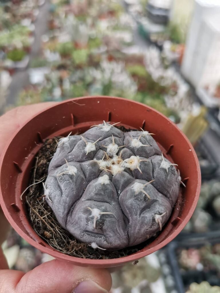 Siracactus-Cactus-Gymnocalycium-bochersii.jpg