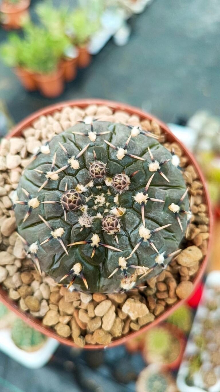Siracactus-Cactus-Gymnocalycium-bodenberdianum.jpg