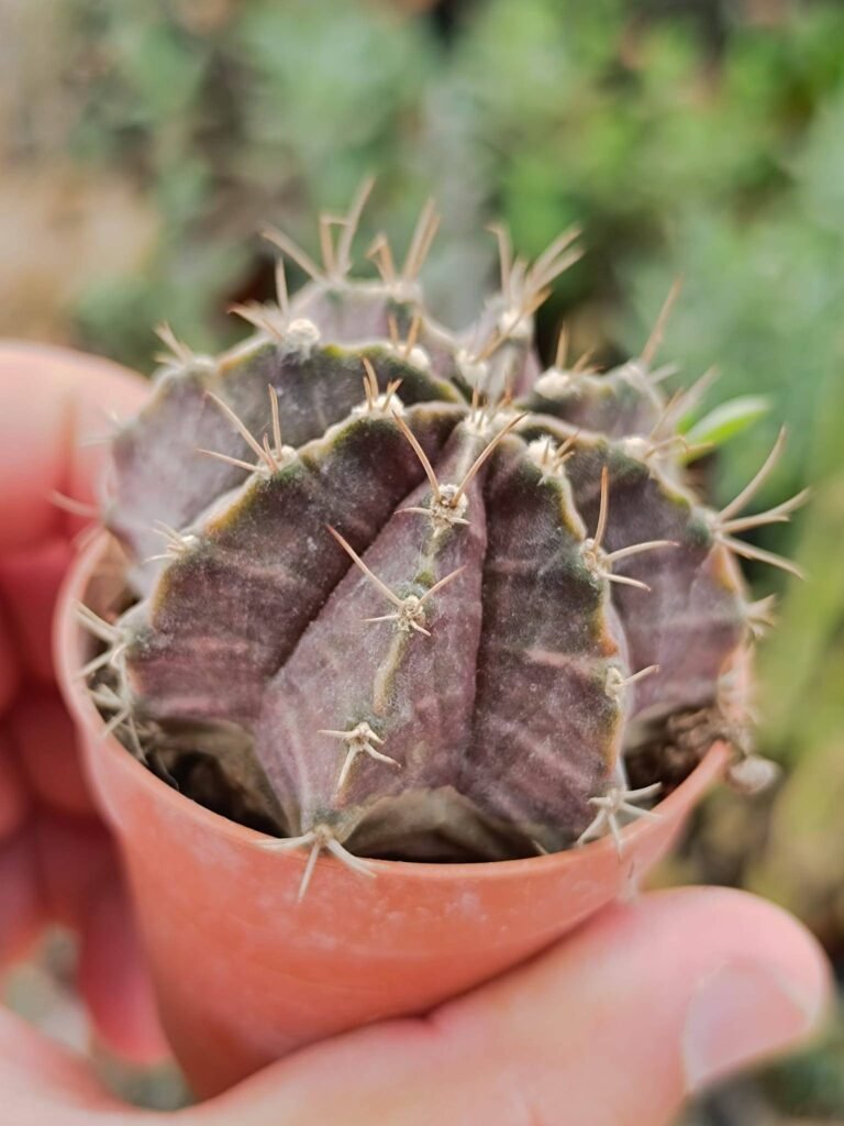 Siracactus-Cactus-Gymnocalycium-friedrichii-2.jpg