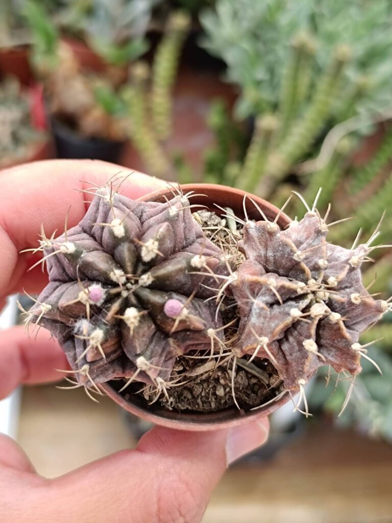 Siracactus-Cactus-Gymnocalycium-friedrichii.jpg