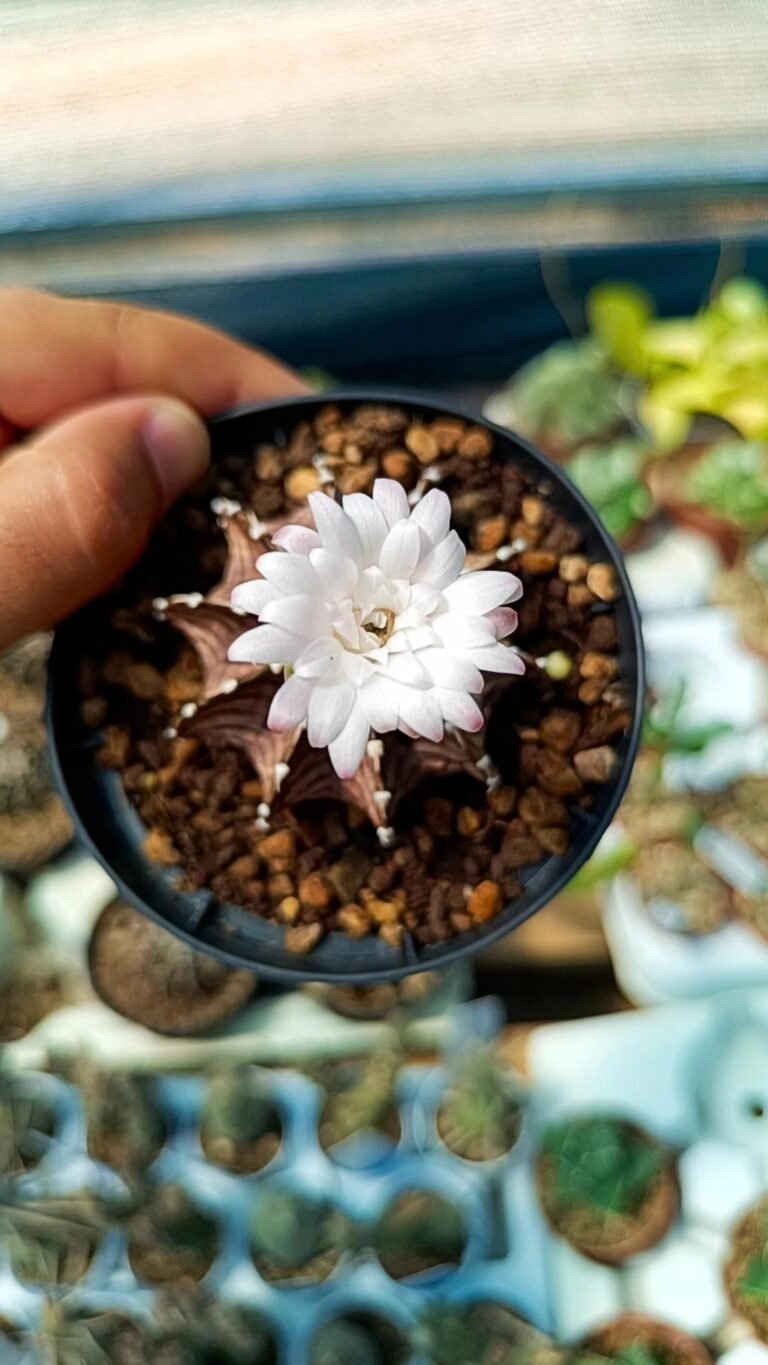 Siracactus-Cactus-Gymnocalycium-friedrichii-ib-2178-agua-dulce-2.jpg