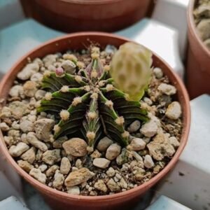 Gymnocalycium friedrichii in 2178 agua dulce