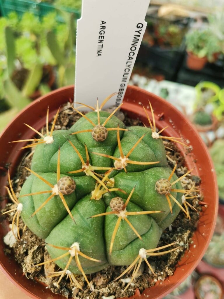 Siracactus-Cactus-Gymnocalycium-gibbosum-4.jpg