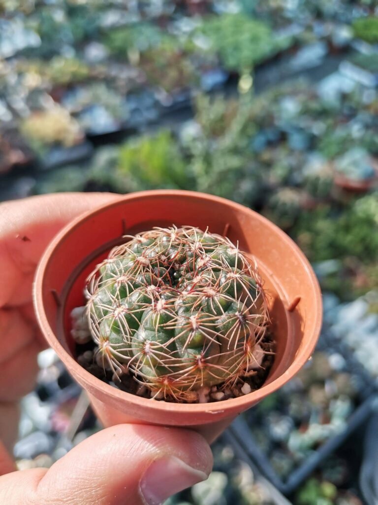 Siracactus-Cactus-Gymnocalycium-mesopotamicum.jpg