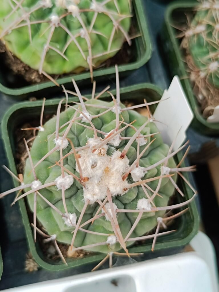 Siracactus-Cactus-Gymnocalycium-mix-SP.jpg