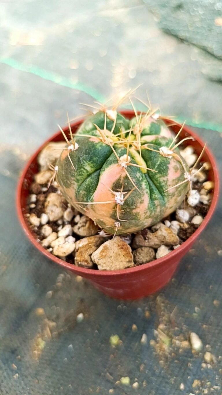 Siracactus-Cactus-Gymnocalycium-paraguayense-Variegata.jpg