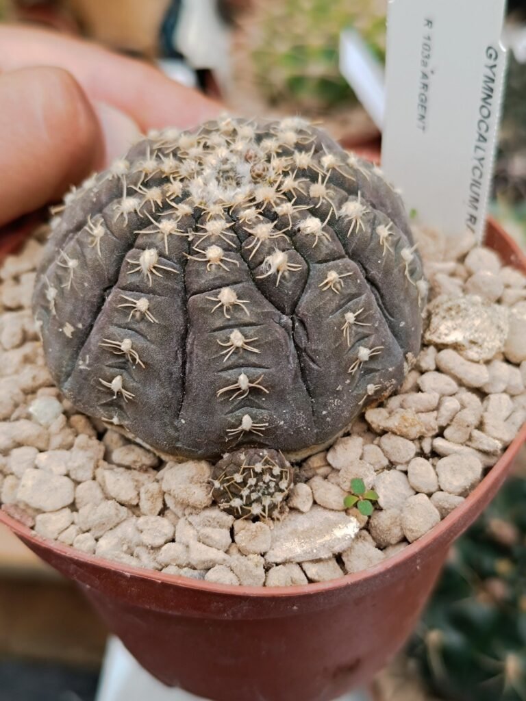Siracactus-Cactus-Gymnocalycium-ragonesei-7.jpg