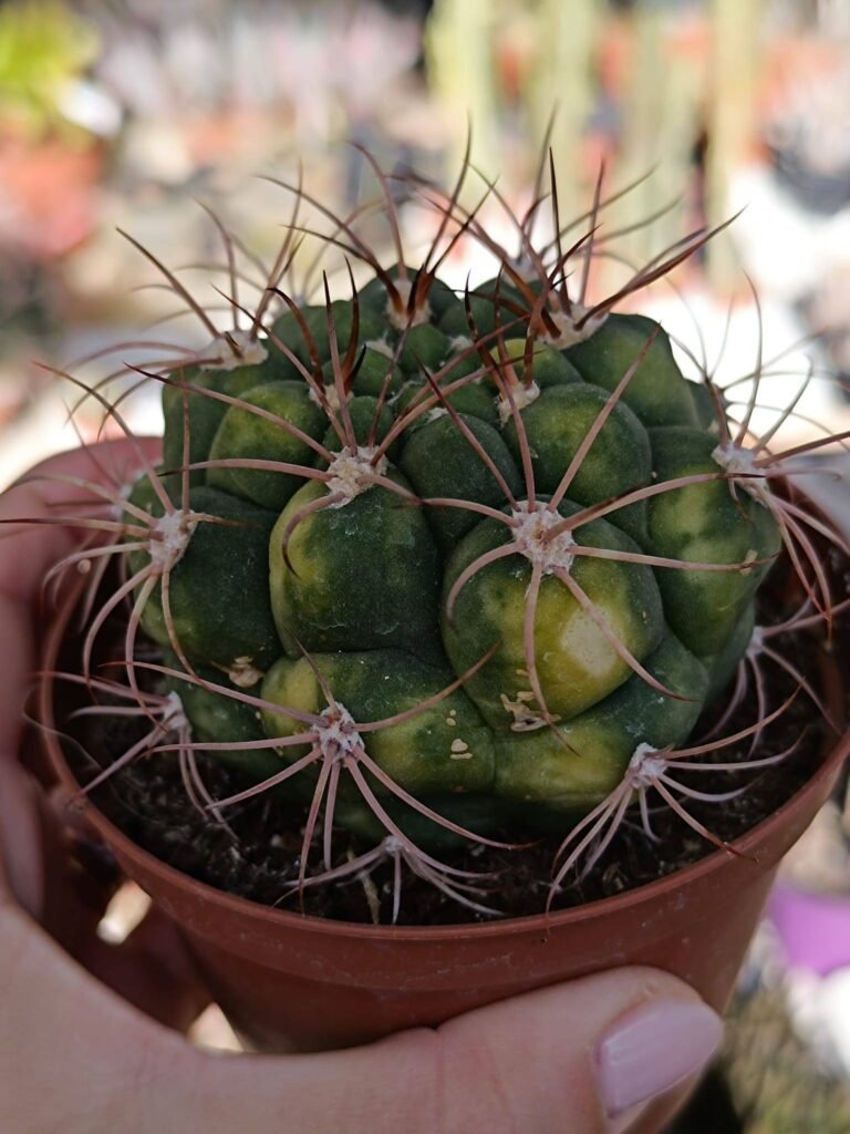 Siracactus-Cactus-Gymnocalycium-saglionis-variegata.jpg