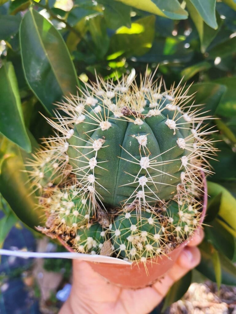 Siracactus-Cactus-Gymnocalycium-schacuense-super-accestita.jpg