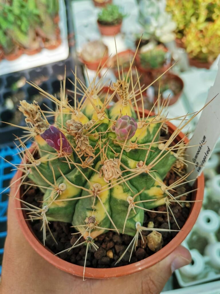 Siracactus-Cactus-Gymnocalycium-sp-variegata.jpg