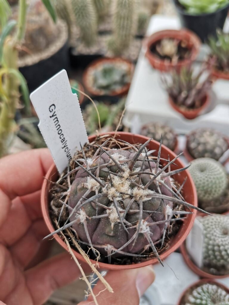 Siracactus-Cactus-Gymnocalycium-spegazzinii-3.jpg