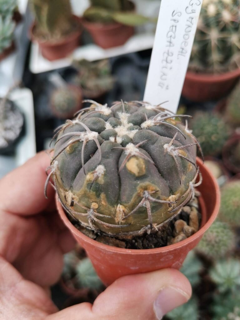 Siracactus-Cactus-Gymnocalycium-spegazzinii.jpg