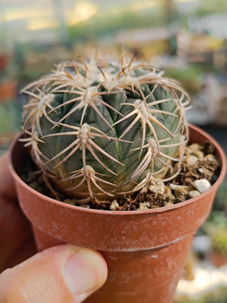 Siracactus-Cactus-Gymnocalycium-spegazzinii-v.-Punillense.jpg