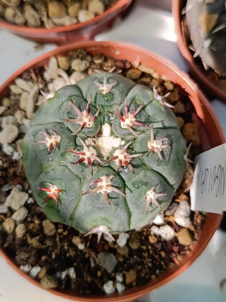 Siracactus-Cactus-Gymnocalycium-spegazzinii-v.-Unguispinum.jpg