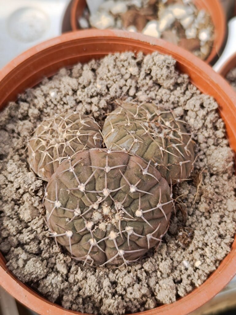Siracactus-Cactus-Gymnocalycium-stellatum-accestite.jpg
