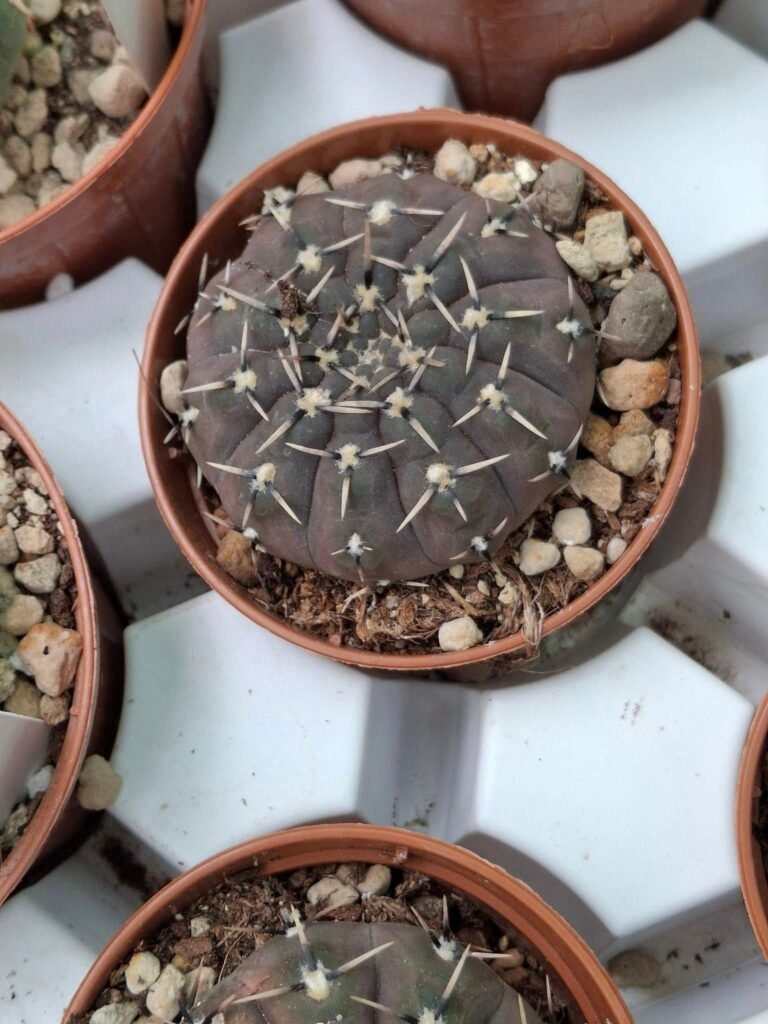 Siracactus-Cactus-Gymnocalycium-stellatum-v.-Paucispinum-2.jpg
