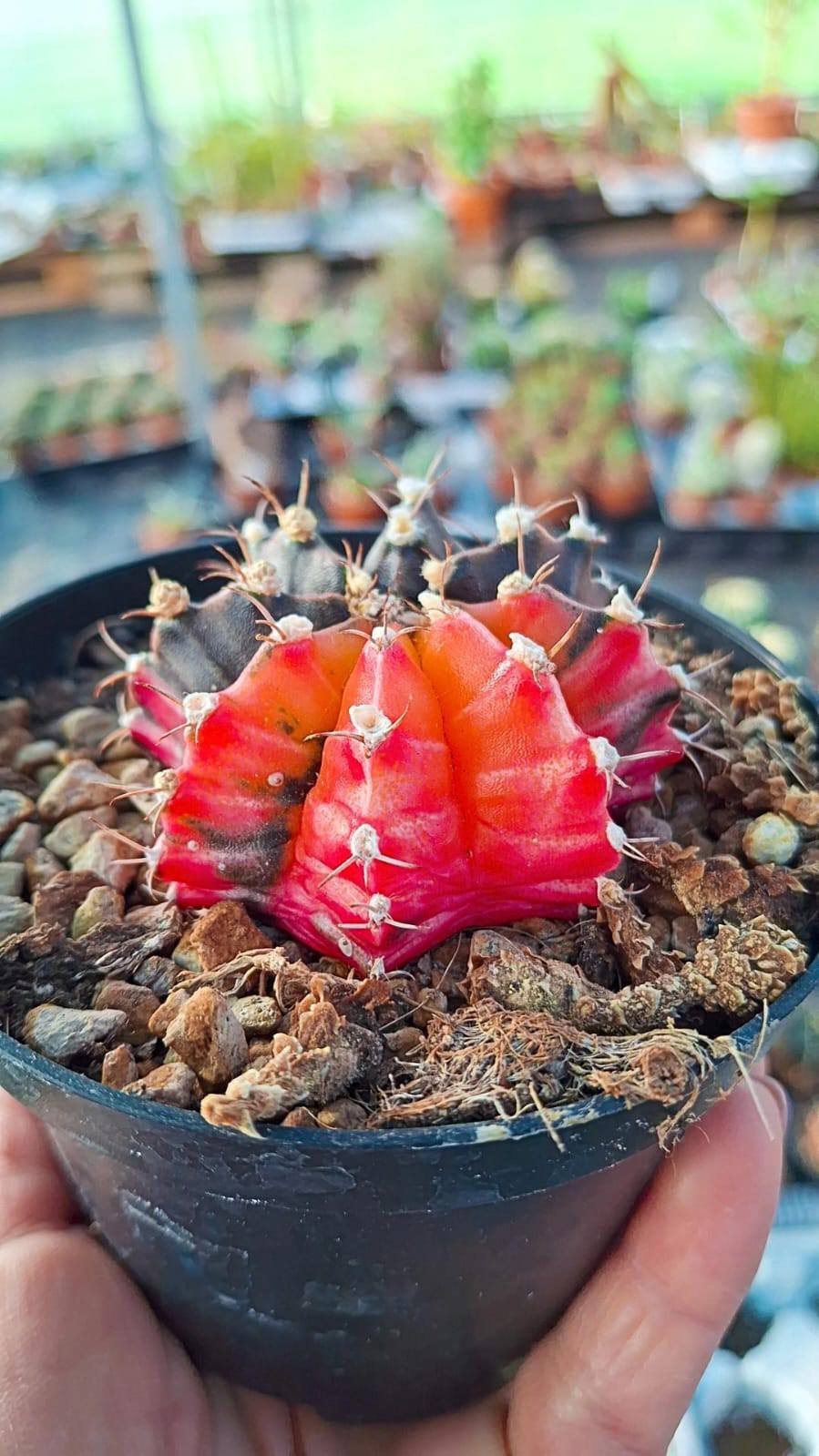 Siracactus-Cactus-Gymnocalycium-thai-variegata-1-1.jpg