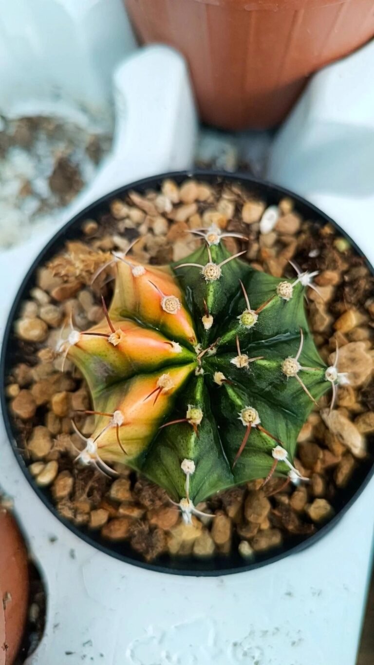 Siracactus-Cactus-Gymnocalycium-thai-variegata-2-9.jpg